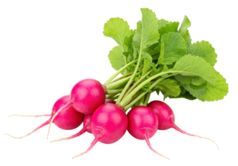 Isolated fresh bunch of radishes, healthy organic food, root vegetable, vibrant pink color