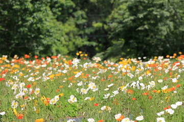 満開のポピー畑