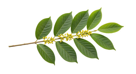 Isolated twig of Sandalwood tree with green leaves and tiny yellow flowers, aromatic wood plant