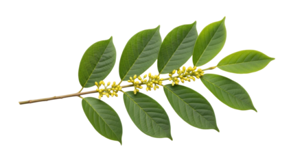Isolated twig of Sandalwood tree with green leaves and tiny yellow flowers, aromatic wood plant