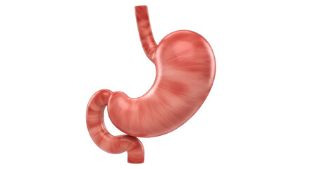 Isolated human stomach illustration, digestive organ for digestion and food processing