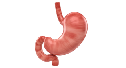 Isolated human stomach illustration, digestive organ for digestion and food processing