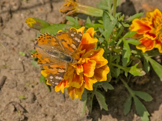  Painted lady butterfly sitting on an orange marigold flower - Vanessa cardui 