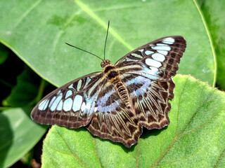 Close-up macro of tropical blue and brown butterfly resting on green leaf, detailed exotic insect with open wings showing delicate patterns in natural daylight environment
