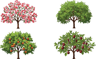 Fototapeta premium Set of cartoon fruit and flowering trees with green leaves, blossoms, and ripe fruits, isolated vector illustration on white background.