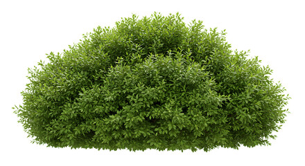 Fototapeta premium Lush green garden bush isolated on a pure white background for landscape design elements