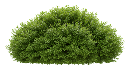 Lush green garden bush isolated on a pure white background for landscape design elements
