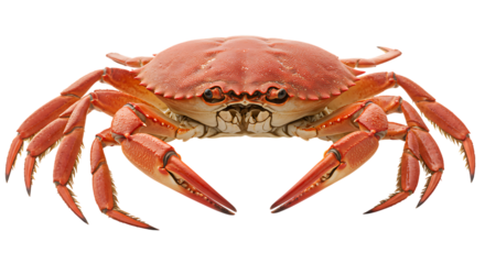 Isolated Red Crab Close-up Marine Wildlife with Sharp Claws and Detailed Texture