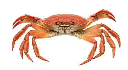 Vibrant cooked orange-red crab isolated on white, showcasing a fresh marine delicacy