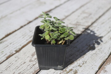  Plectranthus montanus mięta domowa © Perovskia