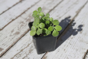  Plectranthus montanus mięta domowa © Perovskia