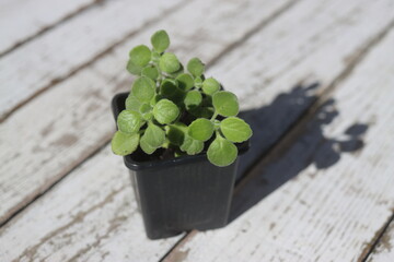  Plectranthus montanus mięta domowa © Perovskia