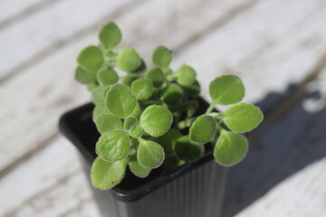  Plectranthus montanus mięta domowa © Perovskia