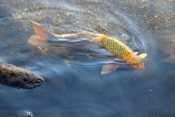 Golden Koi Fish Swimming in Clear Water, Japan Symbol