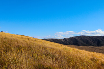 Fototapeta premium Golden Grass Hills of Mount Aso Under Blue Sky.