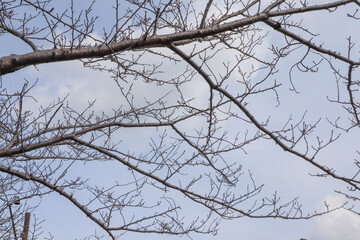 Bare Tree Branches Silhouette Against Winter Blue Sky.