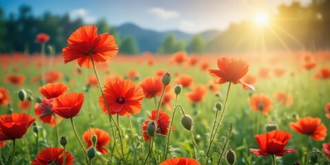 Fototapeta premium Vibrant red poppy blooms in a lush green field on a warm late spring day