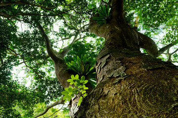今にも歩き出しそうな巨木