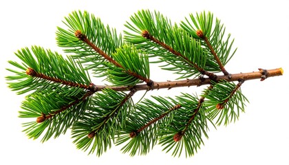 Fresh Green Fir Branch Isolated on White Background.