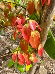 Faune et flore de l'île de Mayotte