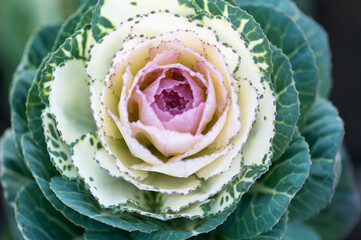 Ornamental cabbage with pink and cream leaves close up in natural light