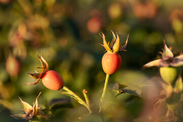 
Rose hips on branch with blurred background in golden sunlight nature closeup