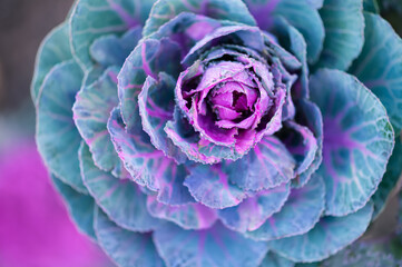 Ornamental cabbage with purple and turquoise leaves close up macro photography