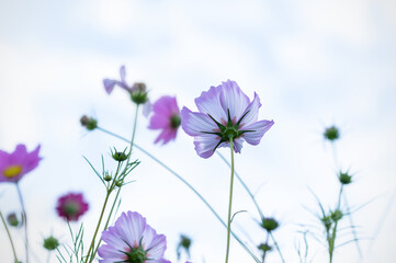Purple cosmos flowers against blue sky low angle view nature photography