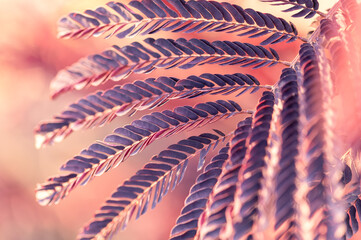 Fern leaves with creative pink and purple color tone abstract nature background