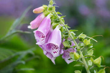 Pink foxglove flowers with spotted throat close up macro botanical photography