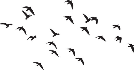 Vector art of silhouette of a flock of birds flying in the sky, the birds are silhouetted against the bright sky, creating a sense of freedom and movement the image is simple and minimalist
