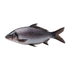 Fototapeta premium Fresh fish isolated on white background with natural texture and detail
