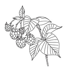 Black and White Outline Drawing  Raspberry Branch