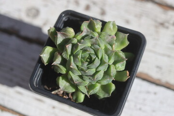 rojnik Fantasy Sempervivum © Perovskia