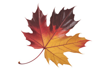 Obraz premium A single maple leaf transitions from deep red to vibrant yellow and orange against a white backdrop.