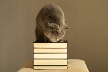 A curious British Shorthair cat sniffing a stack of books in warm light