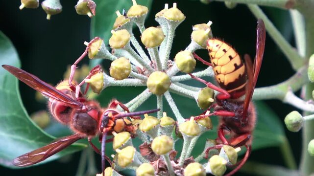 Two european hornets collecting nectar from ivy flower