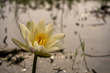 Delicate yellow water lily blooms gracefully floating on serene pond surface © Mdfahad