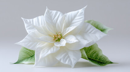 Elegant white poinsettia flower with green leaf in serene close up shot. delicate floral symbol of Christmas holiday season isolated on bright, pure background