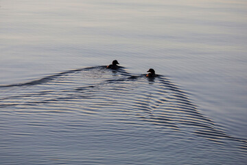 A wake on the surface of the water left by two swimming ducks. Waterfowl in the wild