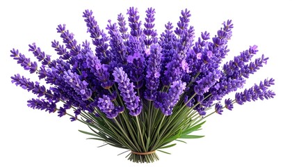 Obraz premium A close-up studio shot showcases a lush bouquet of blooming lavender flowers. The vibrant purple inflorescences are tightly clustered