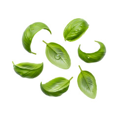 Scattered fresh green basil leaves with water droplets on a black background herb