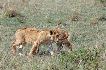 Closeup of two lion cubs, Masai Mara Kenya Africa
