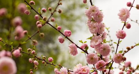 almond blossom. Almond blossoms close up. Pink flowers on a green background.