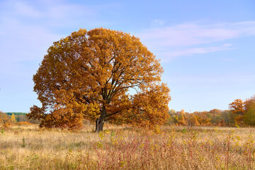 The landscape. Beautiful autumn nature. Trees in autumn.
