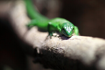 Lizard