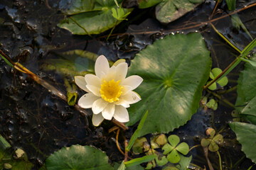 Delicate white water lily blooms amidst lush green lily pads in serene pond reflections