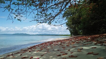Ketapang leaves falling on the beautiful beach 