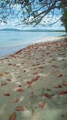 Ketapang leaves falling on the beautiful beach 