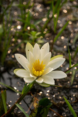 Serene yellow water lily blooms gracefully amidst lush greenery and gentle water reflections